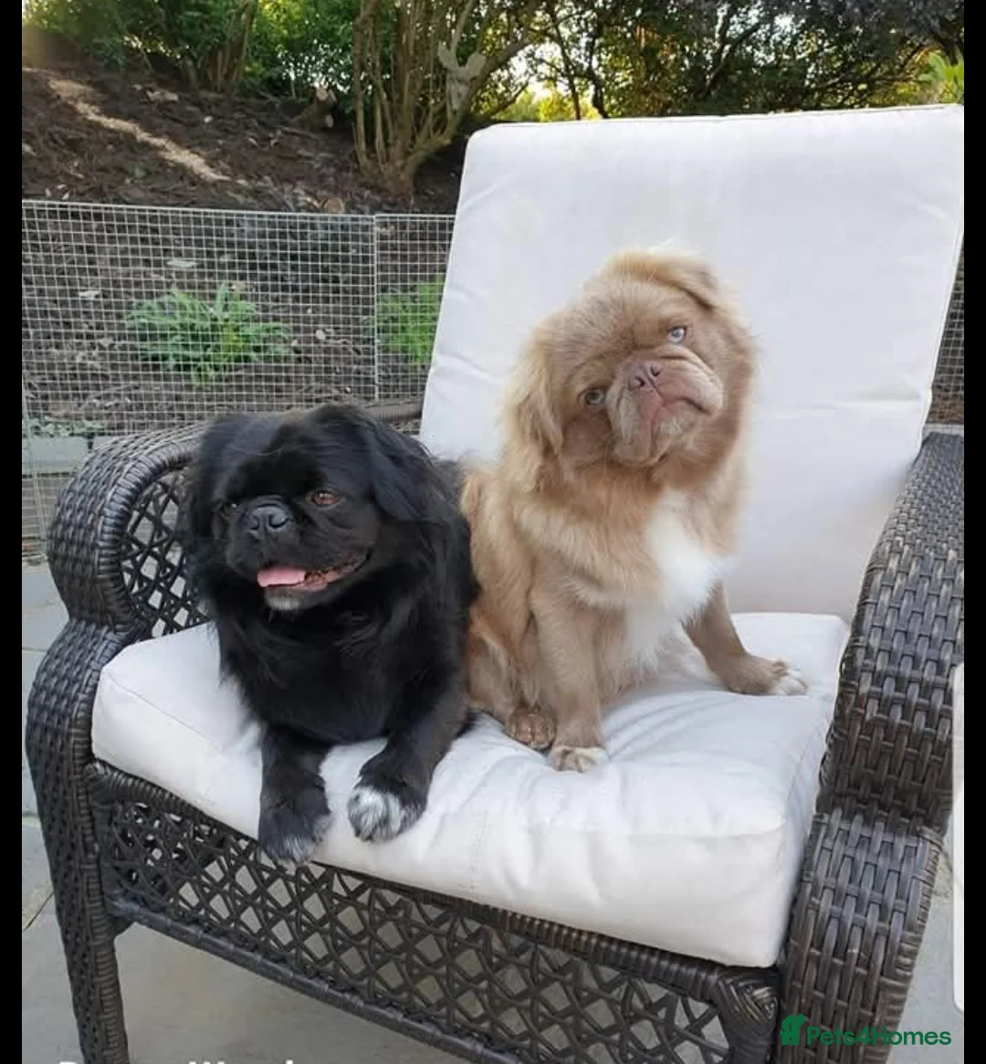 Pug dogs for stud: FLUFFY PUG STUD Blue Choc Black Tan carrier Husky - Advert 5