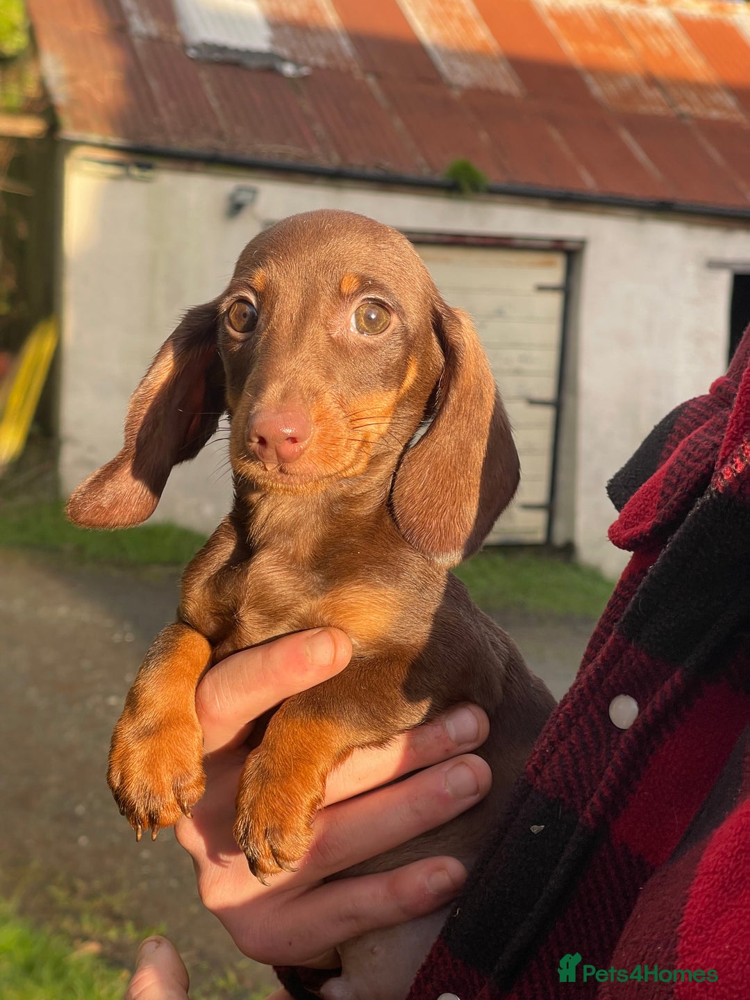 Dachshund dogs for sale: 🐶 Ready to leave 🐶 - Advert 10