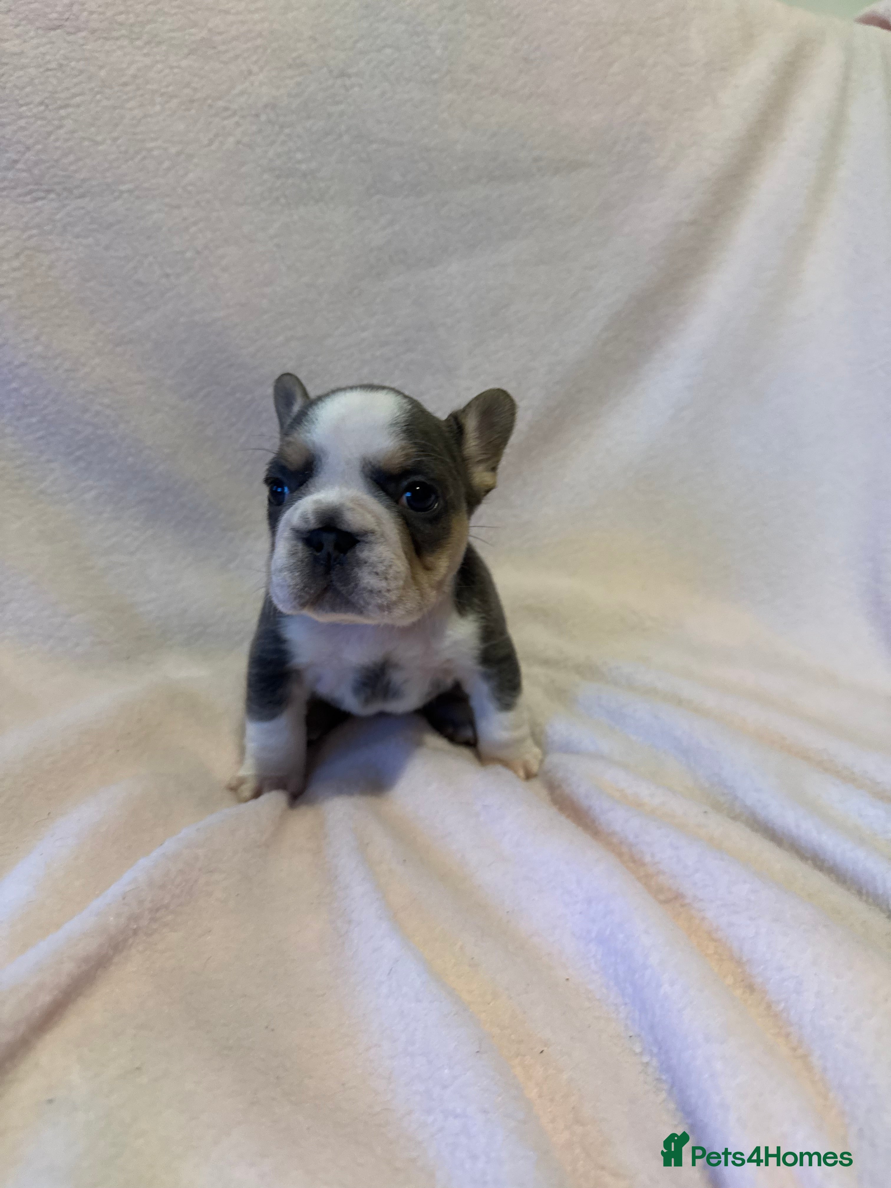 French Bulldog dogs 3 LEFT Beautiful KC reg French Bulldog puppies  - Advert 2