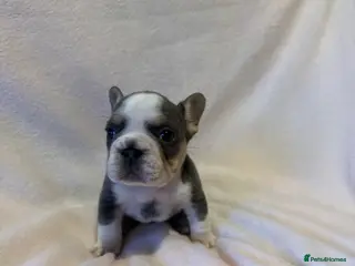 French Bulldog dogs 3 LEFT Beautiful KC reg French Bulldog puppies - Advert 2