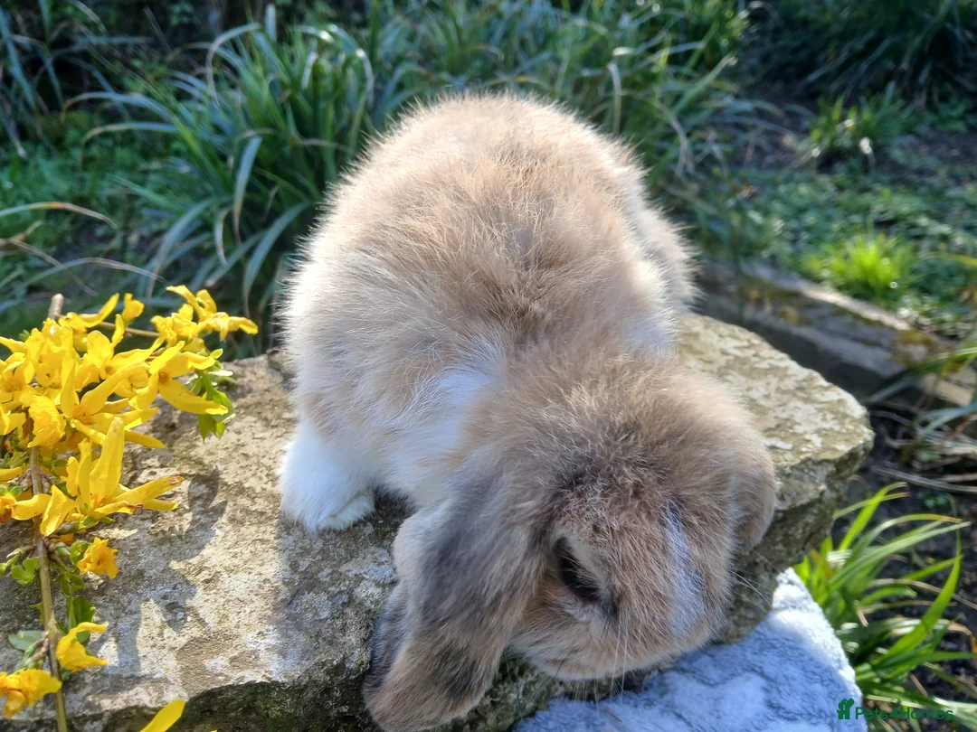 Mini Lop rabbits for sale: Stunning mini lop male baby rabbit  - Advert 5