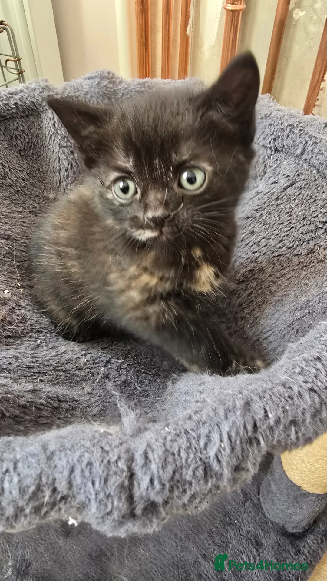 Mixed Breed cats for sale: Lovely 2 girl kittens 😸 😍  in Dalkeith - Advert 2