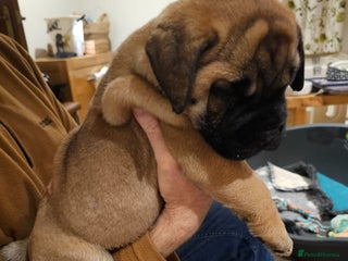 Bullmastiff dogs Quality Health Tested KC Bullmastiffs - Advert 14