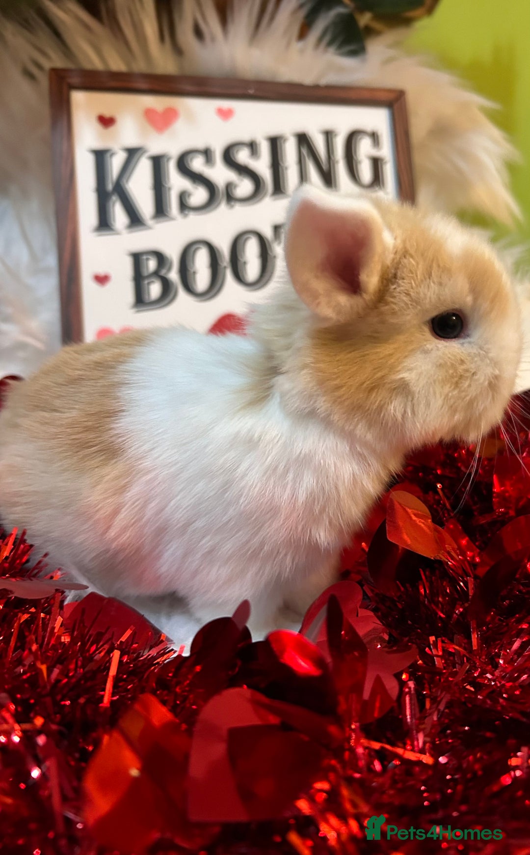 Mini Lop rabbits for sale: 🌼Mini lop Girls 🌼 - Advert 13