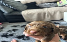 Miniature Dachshund dogs for sale: Chocolate Tan/dapple Miniature Dachsund - Image 27