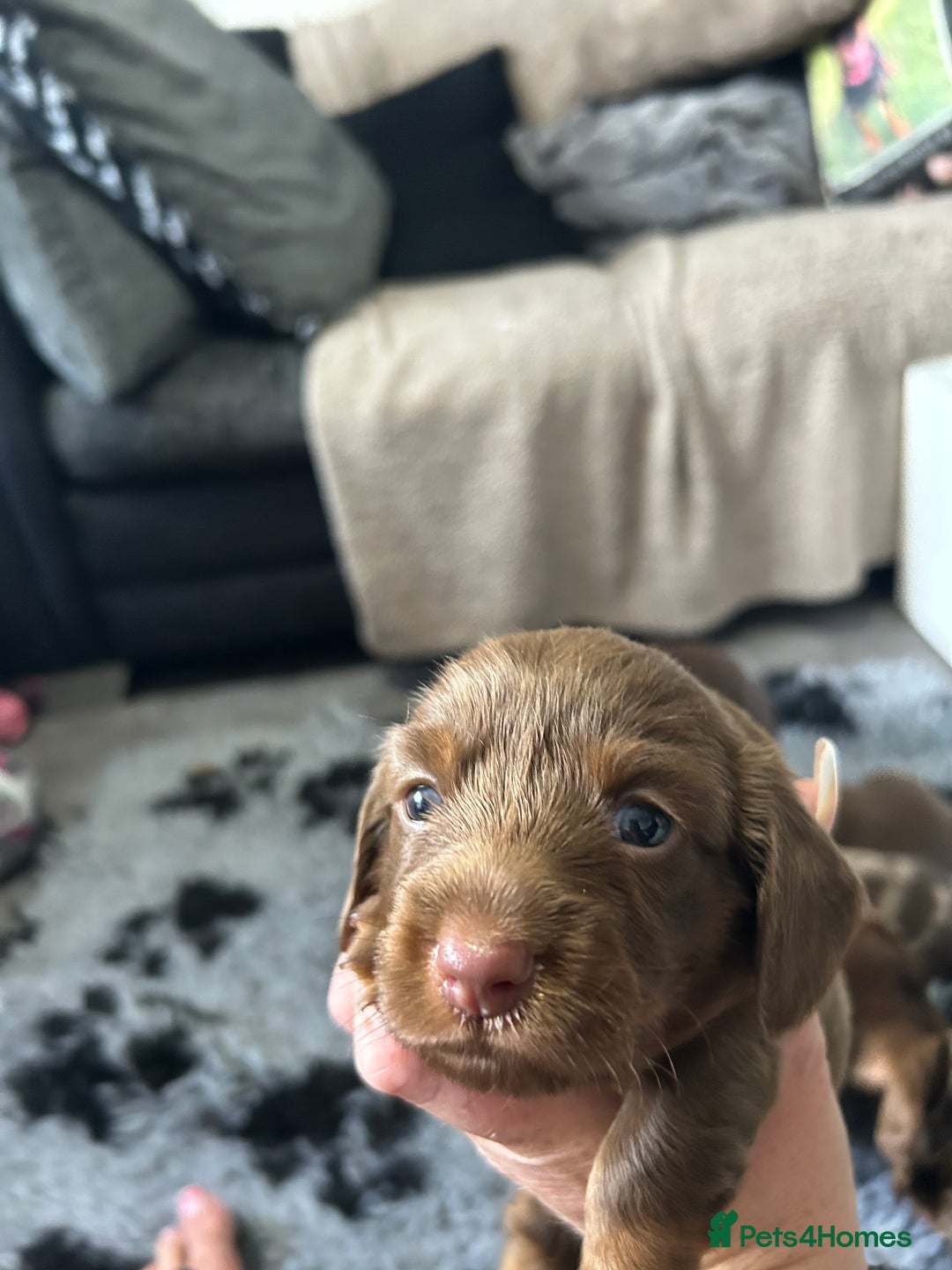 Miniature Dachshund dogs for sale: Chocolate Tan/dapple Miniature Dachsund - Image 27