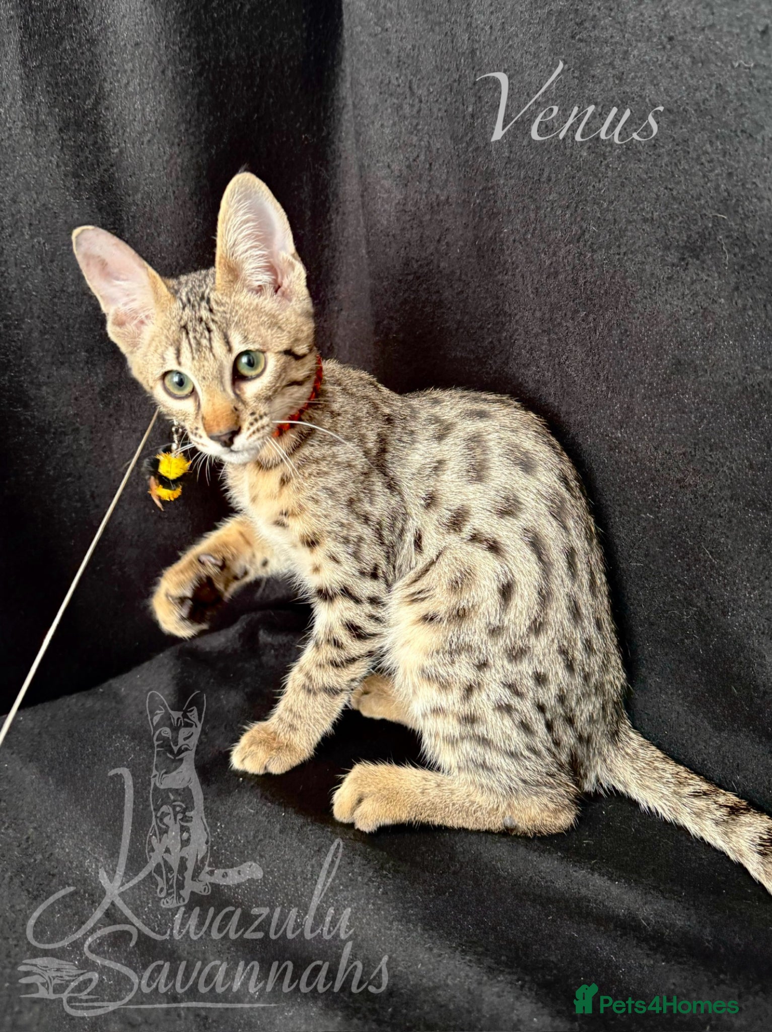 Savannah cats Excellent Quality Tica Registered Purebred kittens - Advert 16