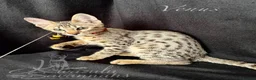Savannah cats for sale: Excellent Quality Tica Registered Purebred kittens - Advert 7