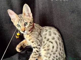 Savannah cats Excellent Quality Tica Registered Purebred kittens - Advert 5