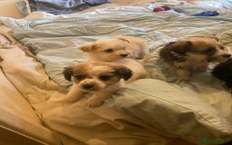 Jackapoo dogs for sale: Jackapoo puppies for sale  - Image 1