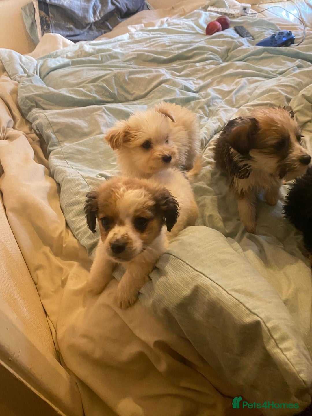 Jackapoo dogs for sale: Jackapoo puppies for sale  - Image 1