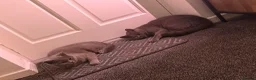 British Shorthair cats for sale: British shorthair kittens💛 - Advert 16
