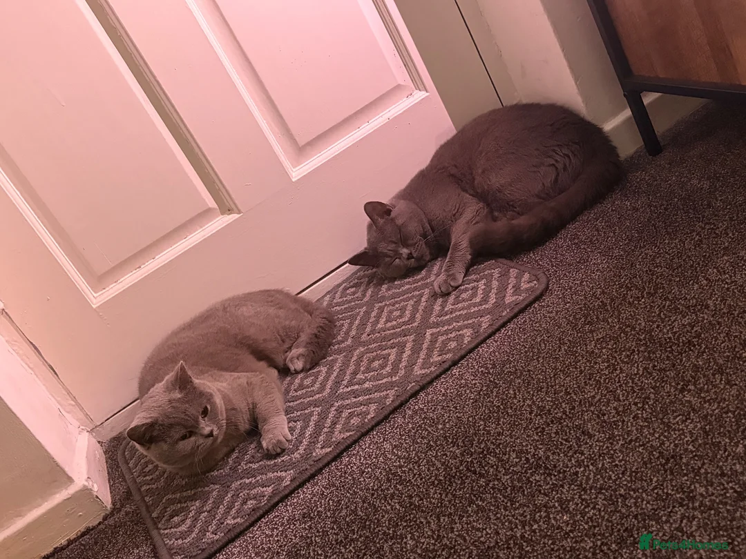 British Shorthair cats for sale: British shorthair kittens💛 - Advert 16