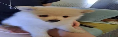 Pomeranian 1