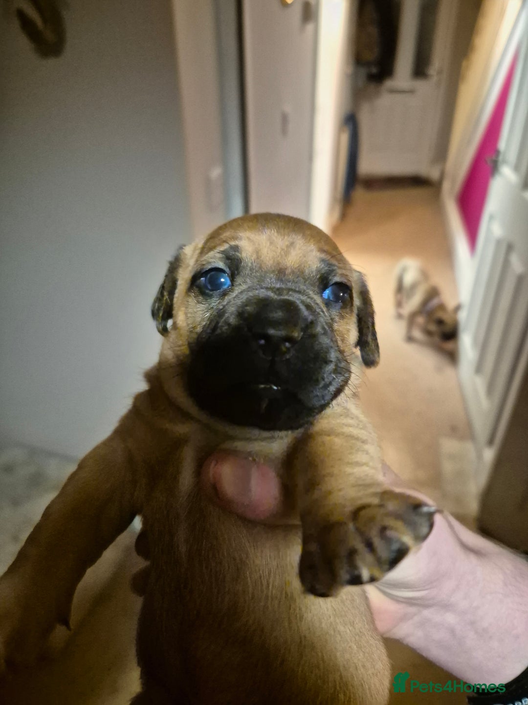 Mixed Breed dogs for sale: Dapple dachs cross frenchie - Advert 4