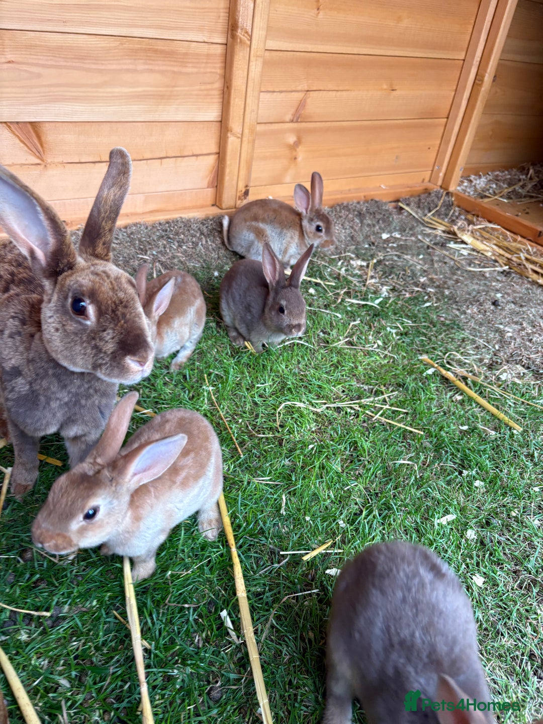 Rex rabbits for sale: Rex rabbits for sale - Image 10