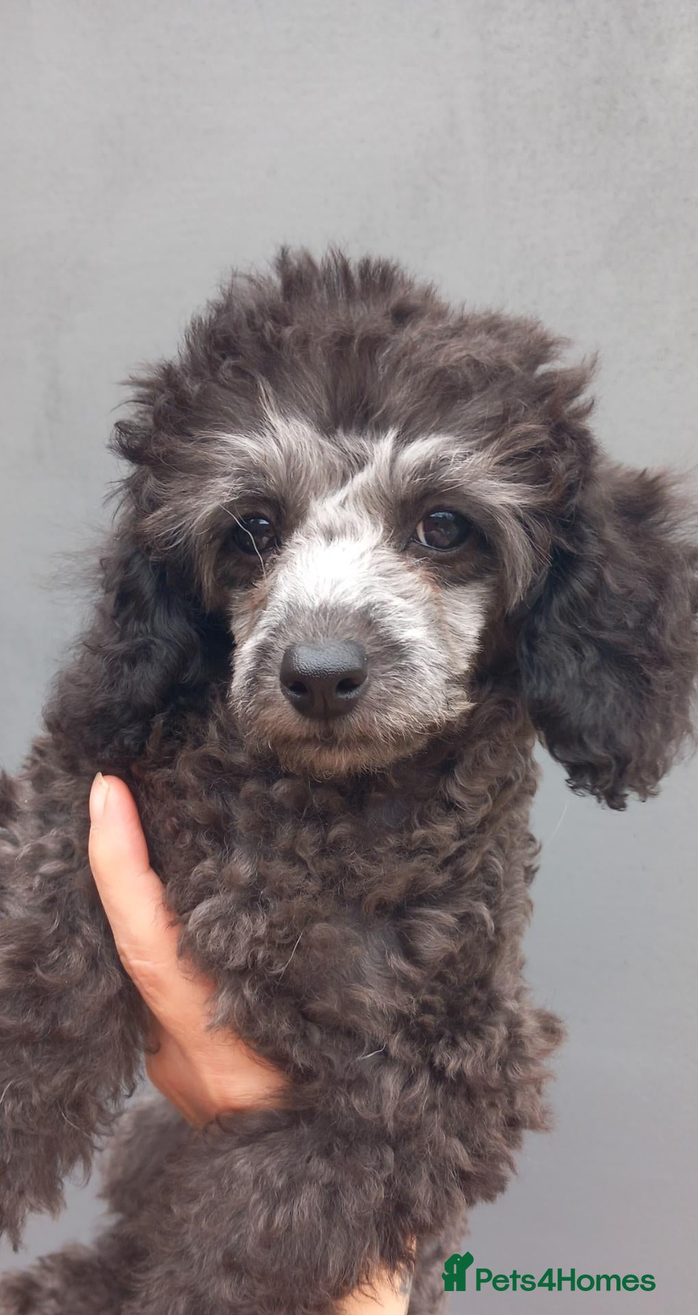 Toy Poodle dogs ❤️‍🔥Silver toy poodle girl❤️‍🔥 - Advert 2