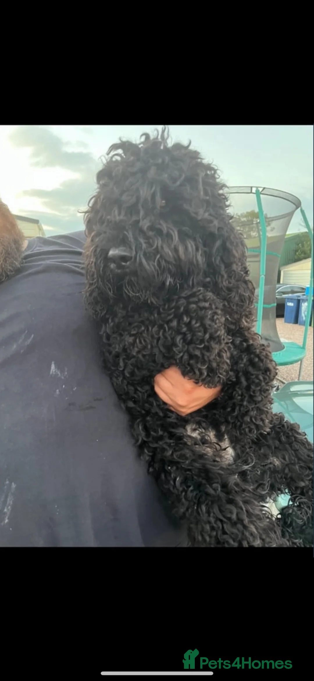 Mixed Breed dogs for sale: Yorkiepoo Puppys  - Advert 2