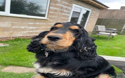 Cocker Spaniel dogs for sale: Lovely Luna is looking for a new home  - Advert 4
