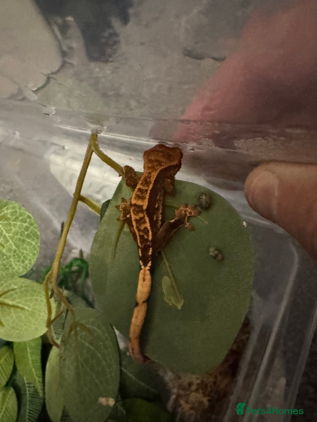 Gecko reptiles for sale: Baby crested geckos - Image 3