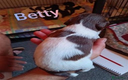 English Springer Spaniel dogs for sale: Working bred KC English Springer Spaniels puppies  - Image 12