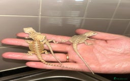 Bearded Dragon reptiles for sale: Bearded dragons  babies  - Image 15