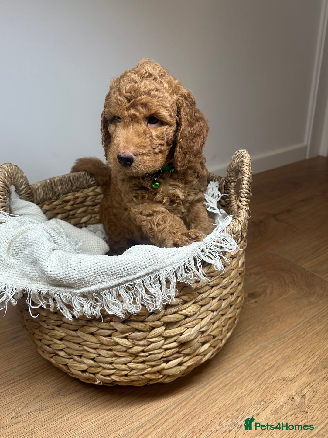 Cockapoo dogs for sale: Red Mini Cockapoo Puppies-Ready - 14 of January  - Advert 4