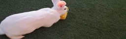 English Lop rabbits for sale: Rabbit for sale.£40 - Advert 2