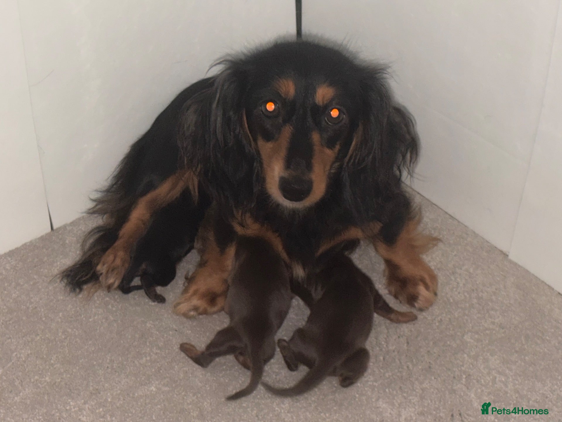 Miniature Dachshund dogs Miniature long haired dachshund  - Advert 9