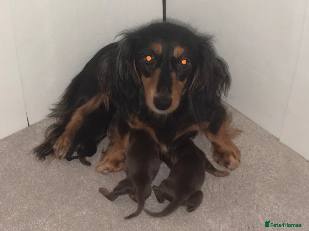 Miniature Dachshund dogs for sale: Miniature long haired dachshund  - Advert 1
