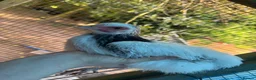 Mixed Breed poultry for sale: Mixed Flock of Birds - Advert 8