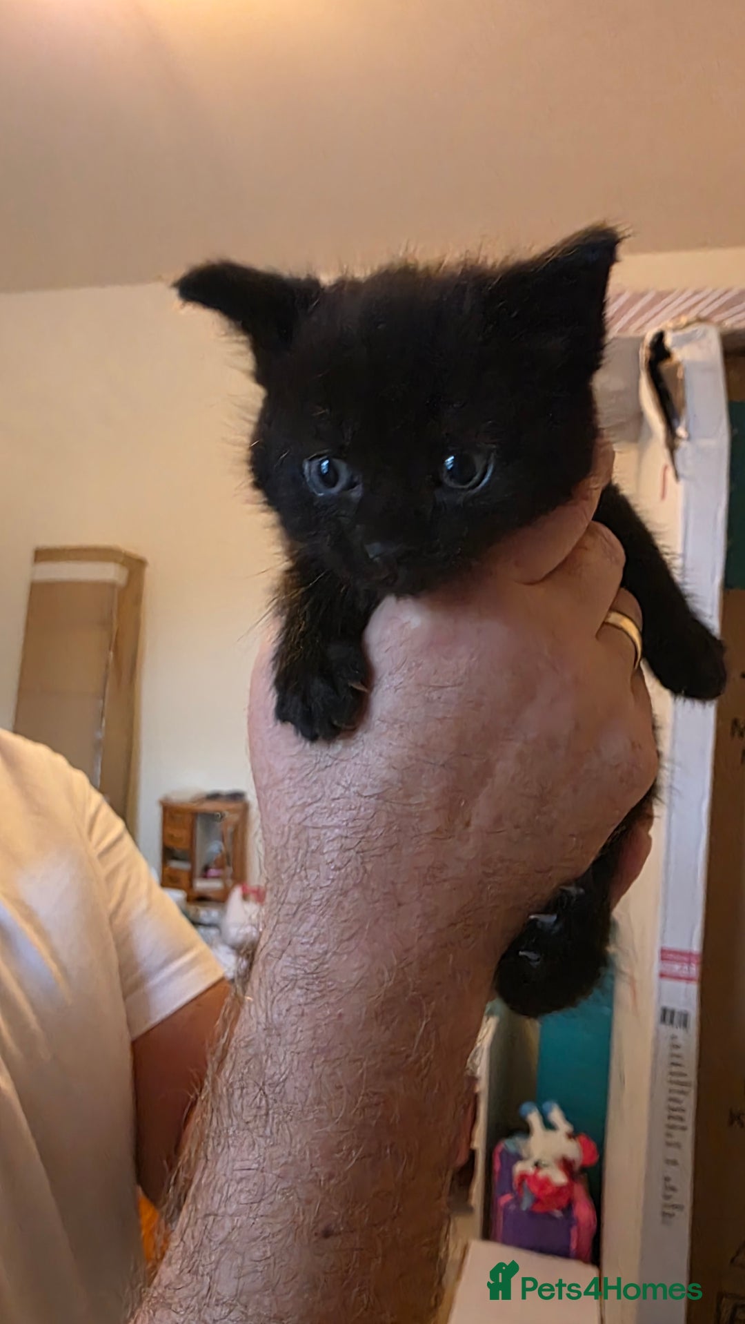 Domestic Shorthair cats for sale: Kittens for sale  - Image 8