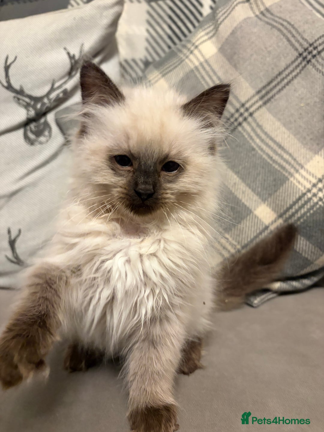 Ragdoll cats for sale: EXQUISITE RAGDOLL BABIES - Advert 9