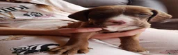 Mixed Breed dogs for sale: Spaniel puppies  - Advert 4