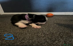 Border Collie dogs for sale: Border Collie Puppies - Image 21