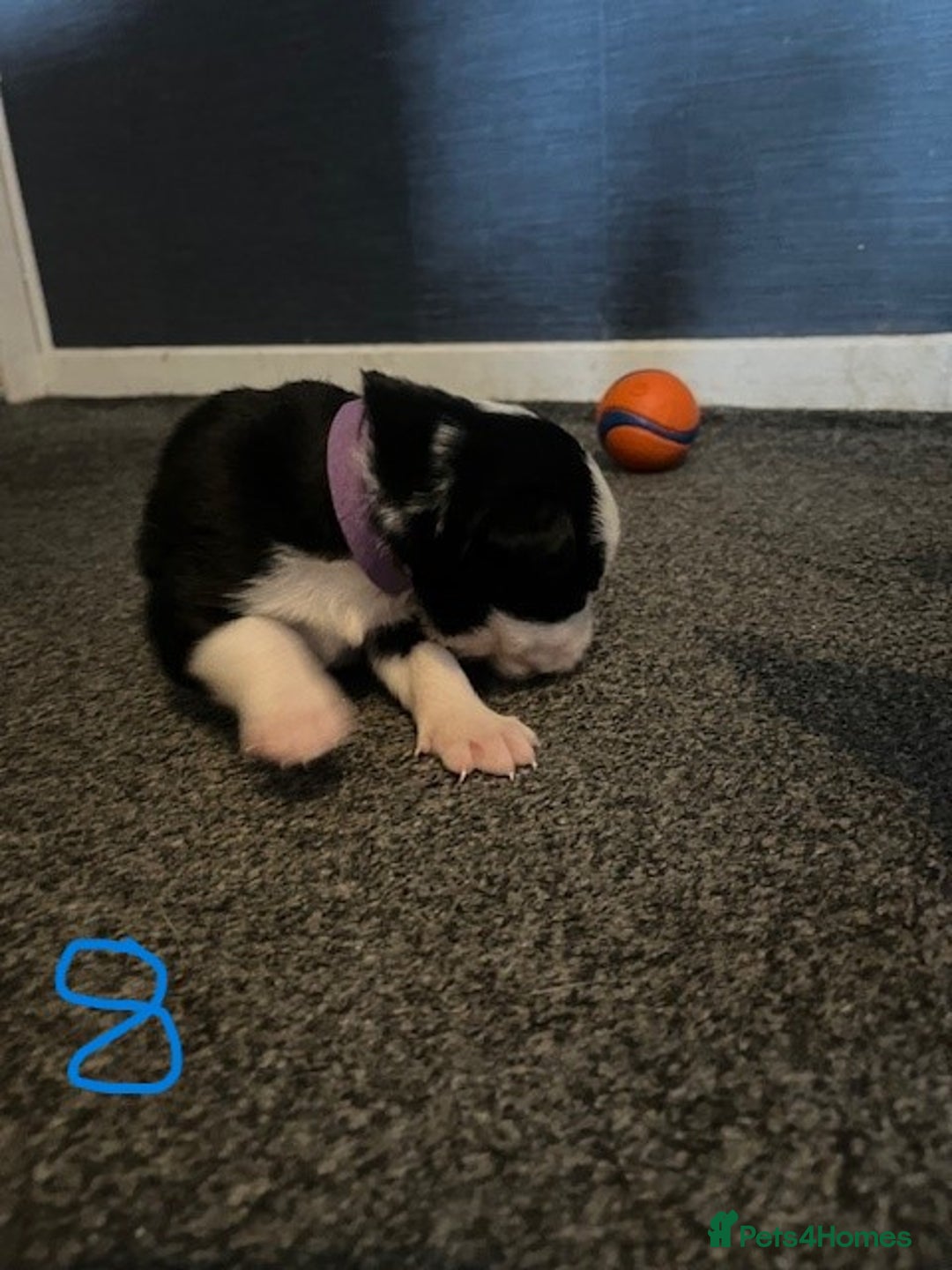 Border Collie dogs for sale: Border Collie Puppies - Image 21