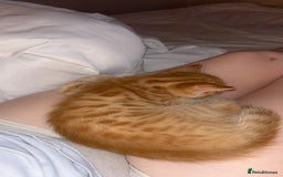 Mixed Breed cats for sale: 2 male Bengal mix kittens (ginger, black/grey) - Advert 4