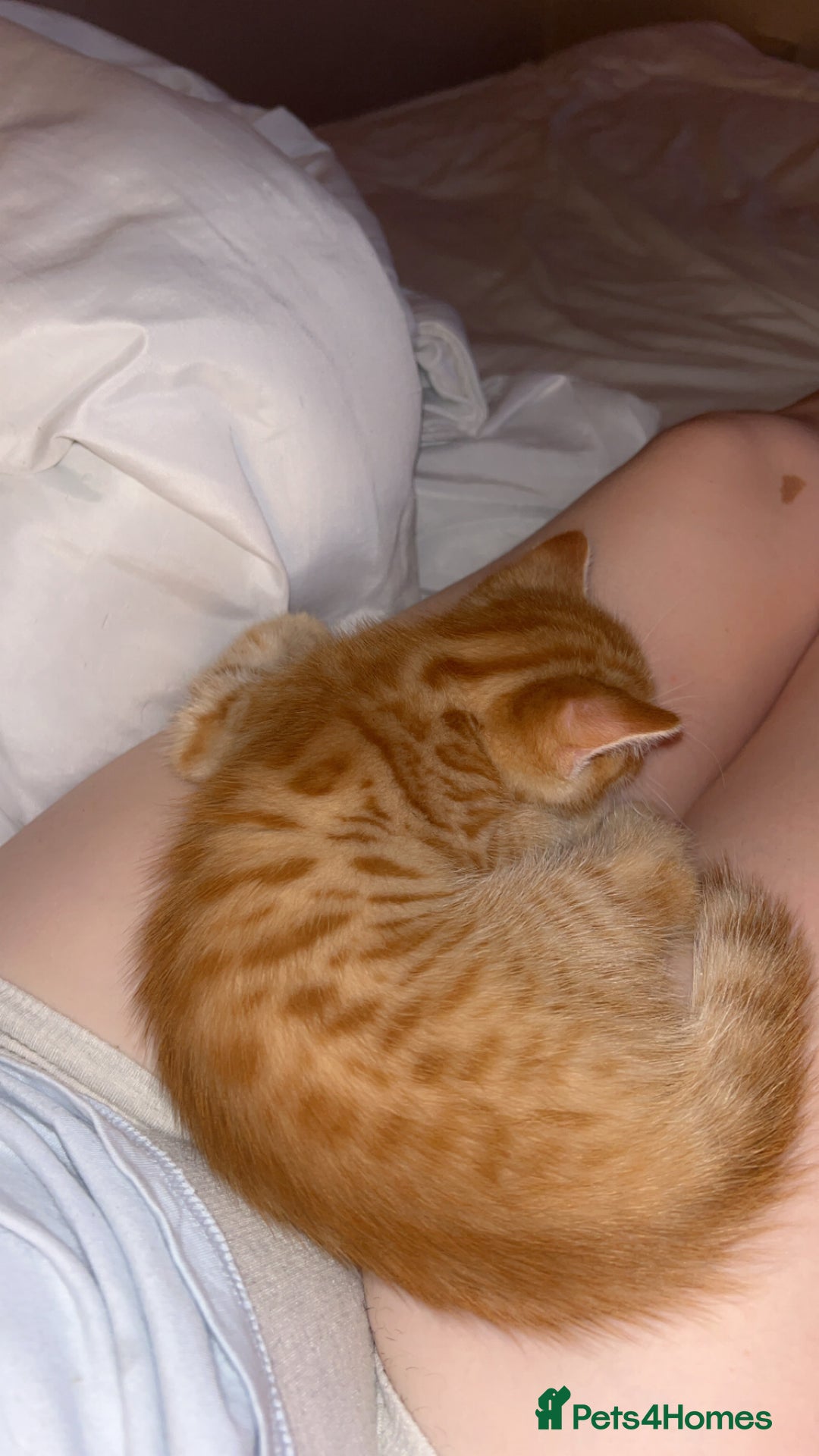 Mixed Breed cats for sale: 2 male Bengal mix kittens (ginger, black/grey) - Advert 4