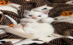 Mixed Breed cats for sale: Two beautiful kittens  - Image 4