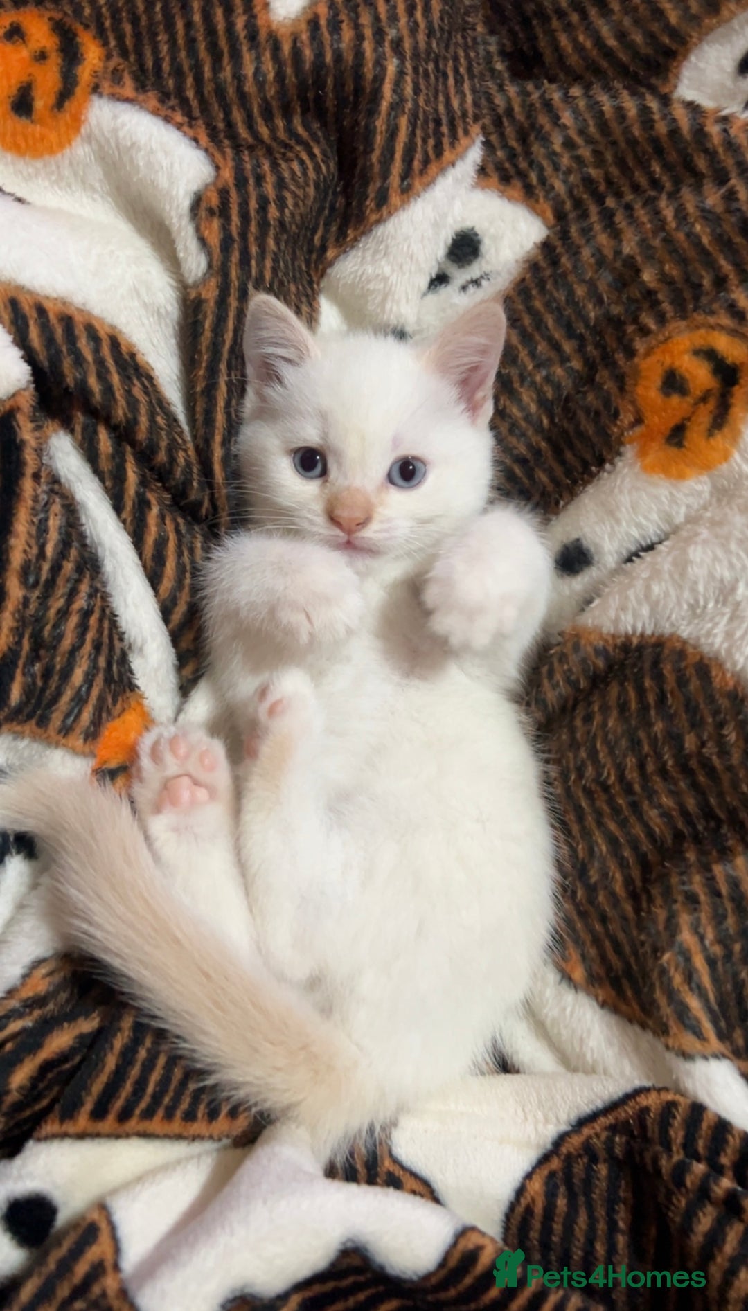Mixed Breed cats for sale: Two beautiful kittens  - Image 4