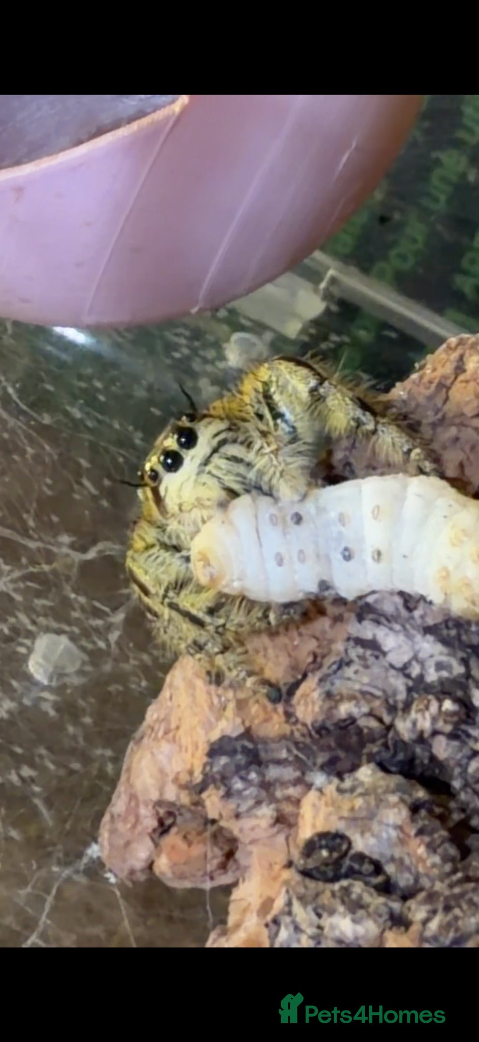 Spiders invertebrates Hyllus Diardi, eyelash jumping spider p&P included - Advert 6