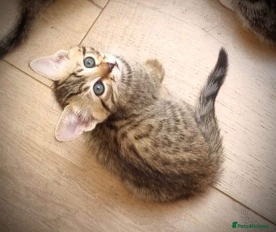Ragdoll cats 🐾 Kittens Ready to Go - Ragdoll × Bengal 🐾 - Advert 1