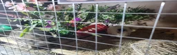 Quail poultry for sale: Quails and full set up - Advert 12