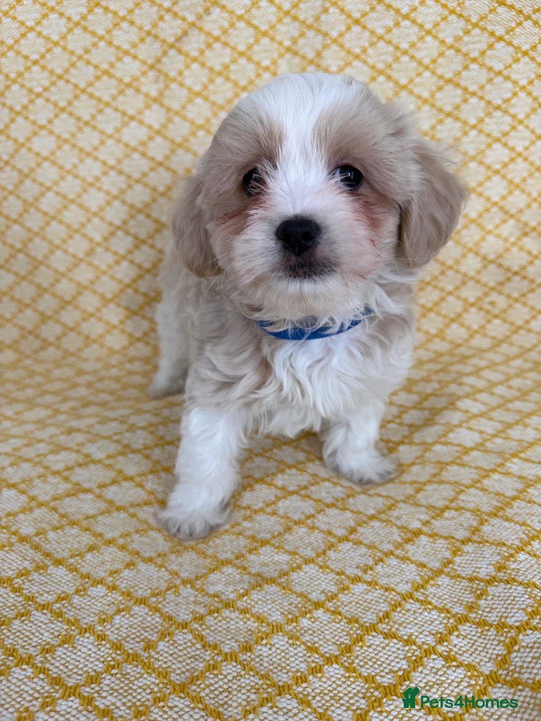 Maltipoo dogs for sale: Beautiful happy health tested Maltipoo fur babies  - Advert 13