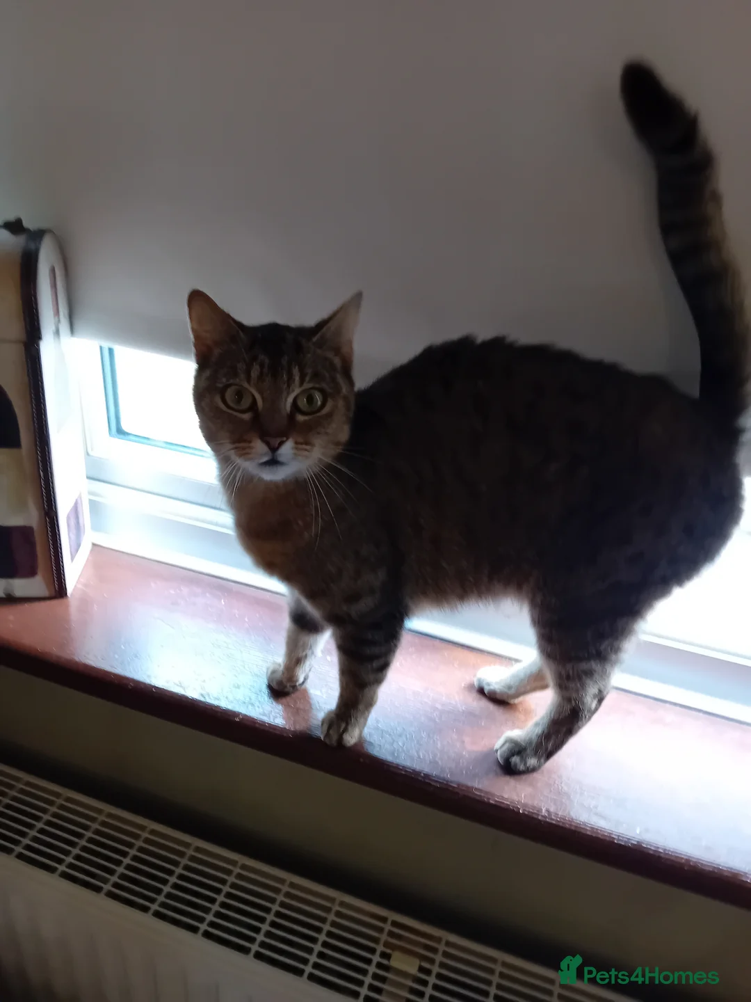 British Shorthair cats for sale: Beautiful mackerel tabby kittens in Stockbridge - Advert 23