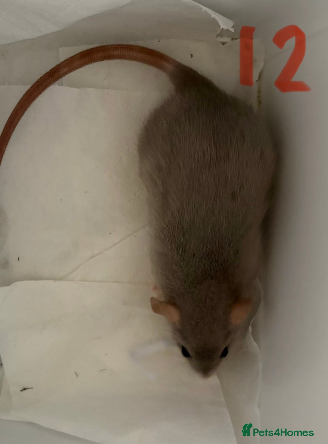 Rat rodents for sale: Mixed baby rats  - Image 35