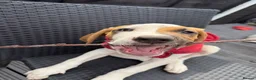 Mixed Breed dogs for sale: Beautiful mastiff puppies - Advert 7