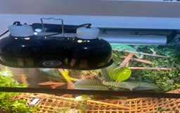 Chameleon reptiles for sale: Veiled chameleon with full set up - Image 5