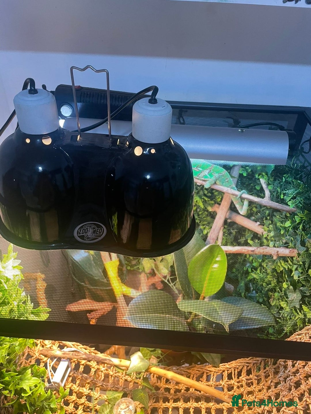 Chameleon reptiles for sale: Veiled chameleon with full set up - Image 5