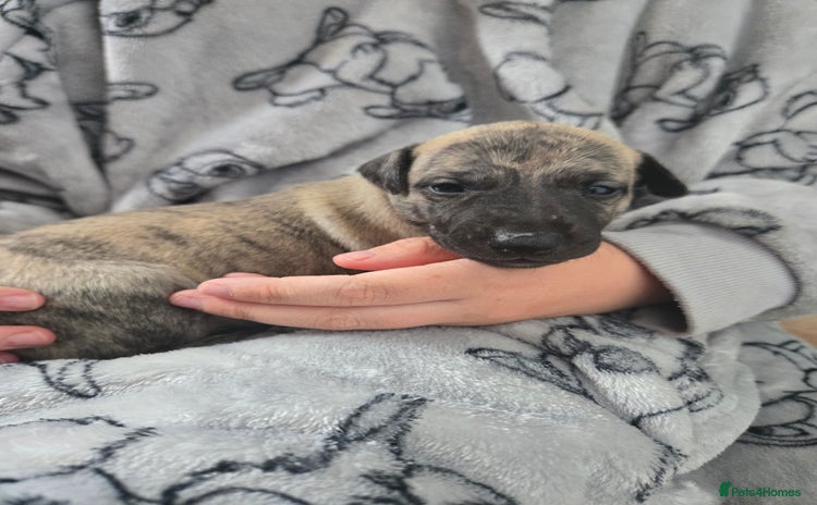 Whippet dogs - Advert 1